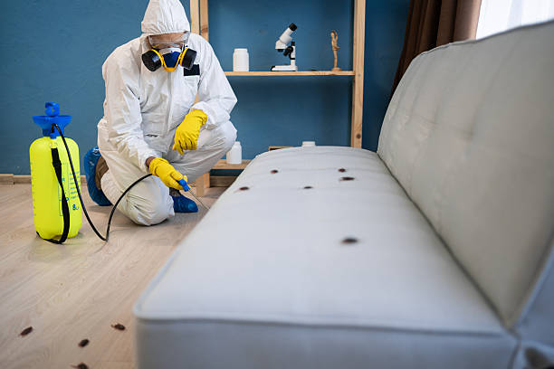 شركة مكافحة حشرات بالاحساء