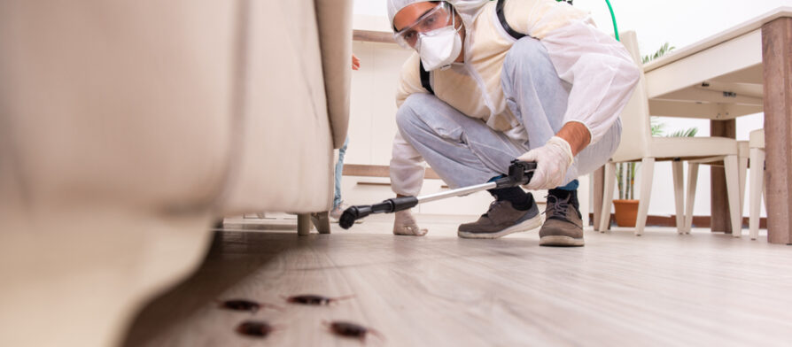 شركة مكافحة نمل ابيض بالاحساء